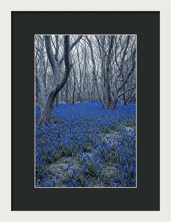 Grape Hyacinth Carpet In Bloom