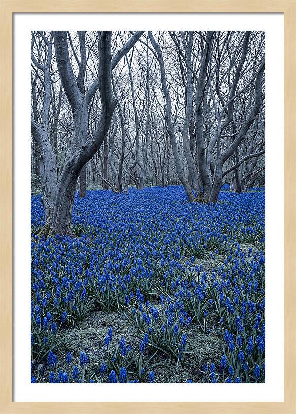 Grape Hyacinth Carpet In Bloom