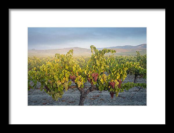 Grapevines Under Morning Light