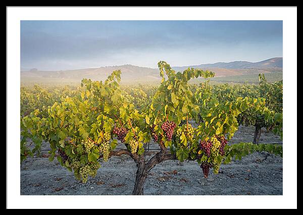 Grapevines Under Morning Light