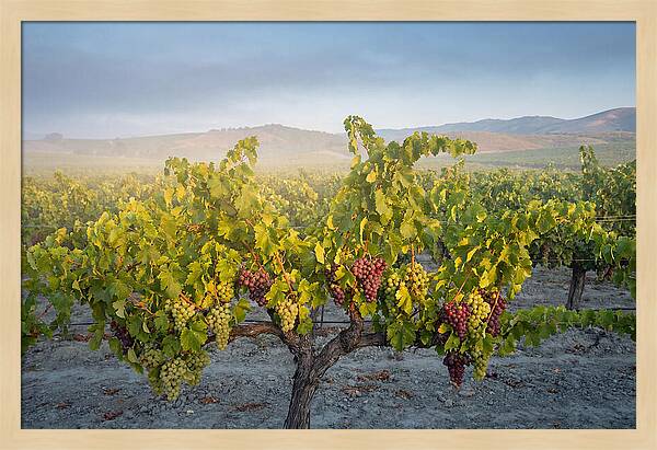Grapevines Under Morning Light