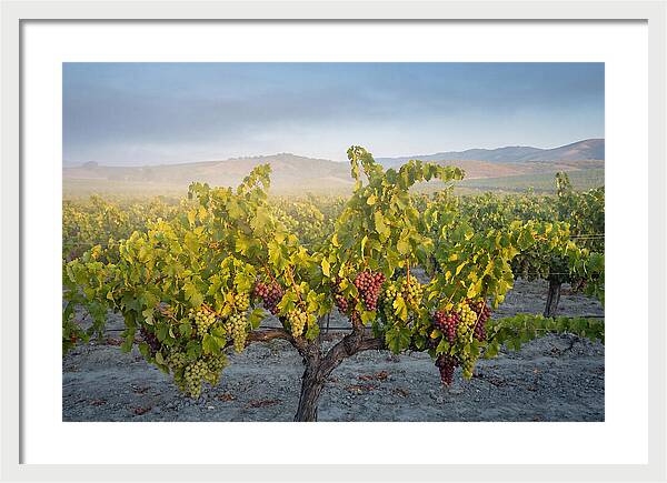 Grapevines Under Morning Light