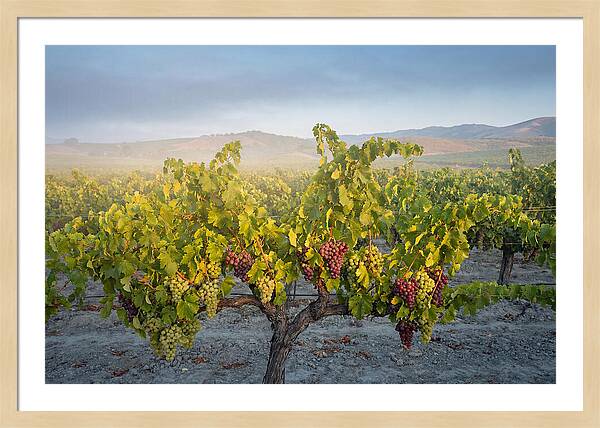 Grapevines Under Morning Light