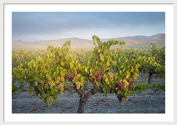 Grapevines Under Morning Light