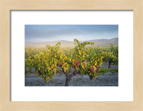 Grapevines Under Morning Light