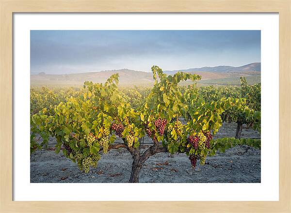 Grapevines Under Morning Light