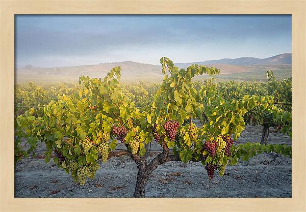 Grapevines Under Morning Light