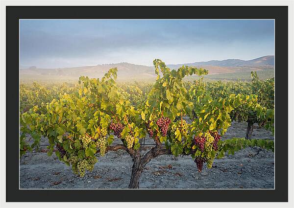 Grapevines Under Morning Light
