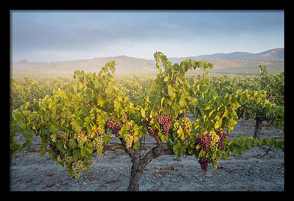 Grapevines Under Morning Light