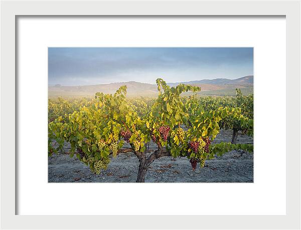 Grapevines Under Morning Light