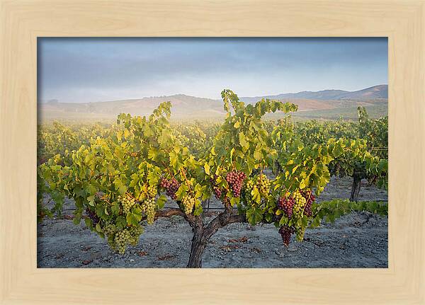 Grapevines Under Morning Light