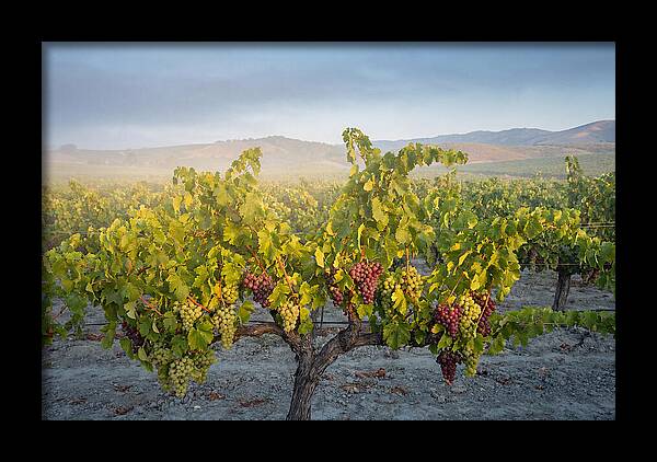 Grapevines Under Morning Light