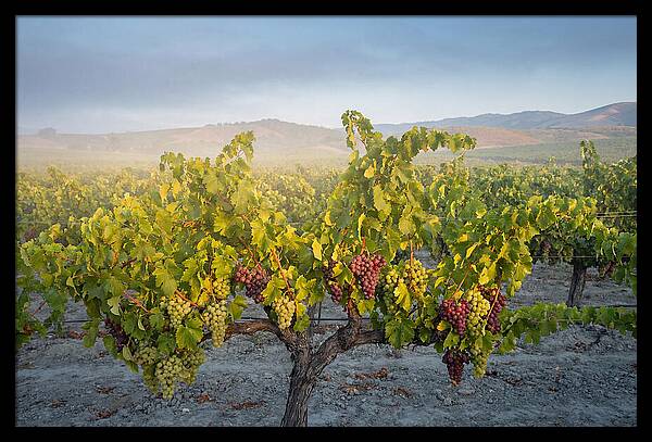 Grapevines Under Morning Light