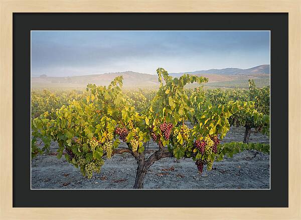 Grapevines Under Morning Light
