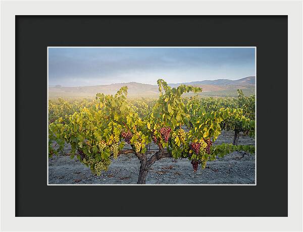 Grapevines Under Morning Light