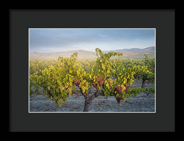 Grapevines Under Morning Light