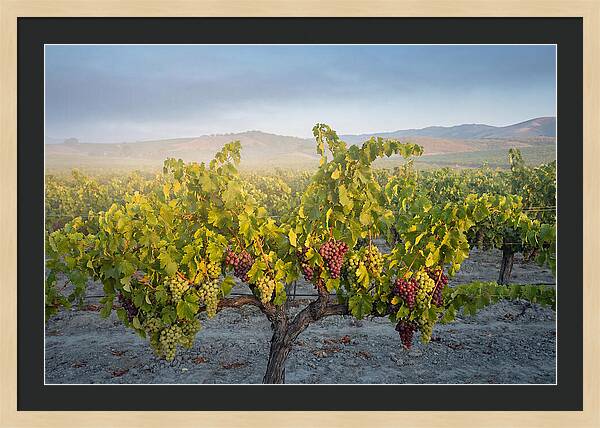 Grapevines Under Morning Light