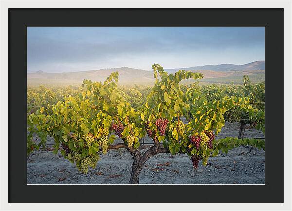Grapevines Under Morning Light