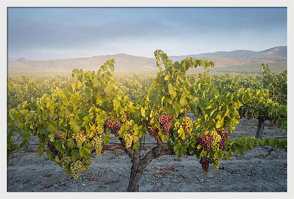 Grapevines Under Morning Light