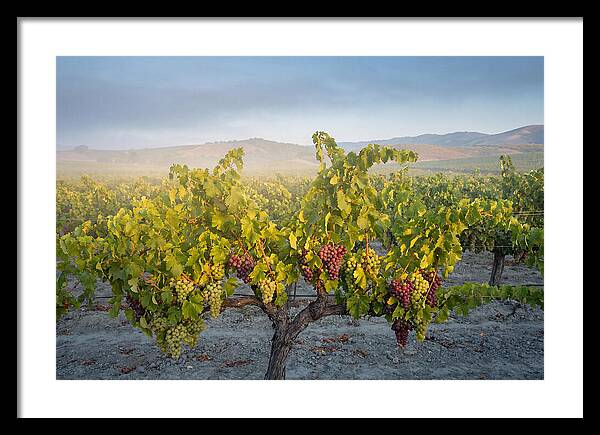 Grapevines Under Morning Light