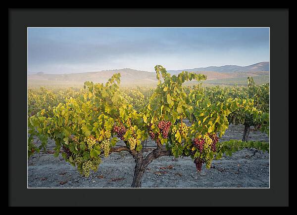 Grapevines Under Morning Light