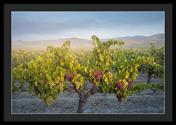 Grapevines Under Morning Light