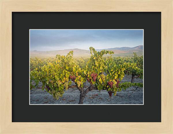 Grapevines Under Morning Light