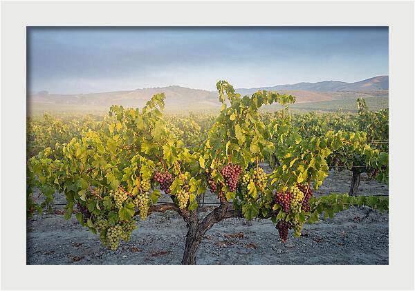 Grapevines Under Morning Light