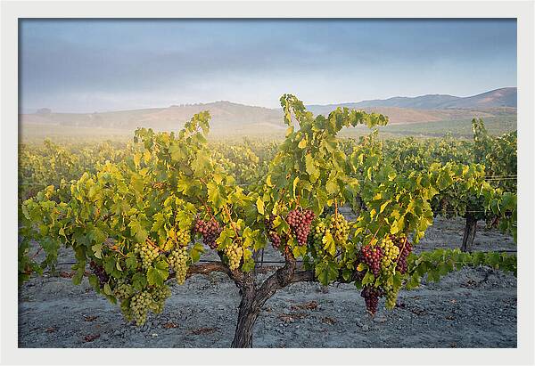 Grapevines Under Morning Light