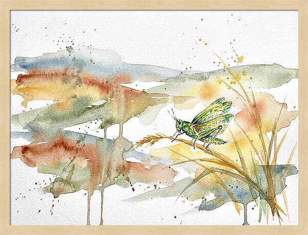Grasshopper Among The Grasses