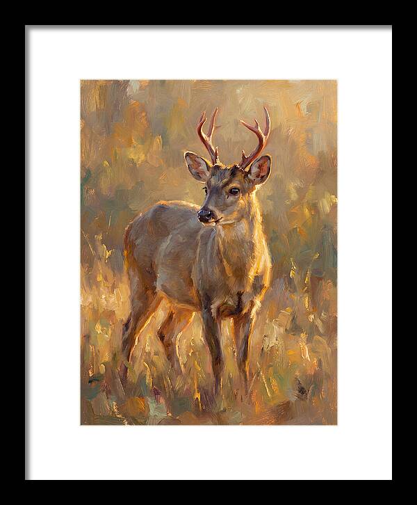 Gray Brocket In Light