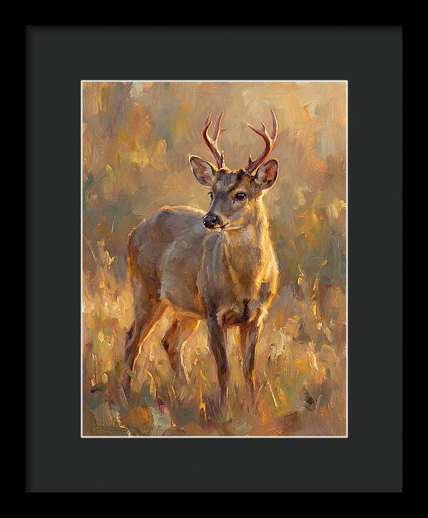 Gray Brocket In Light