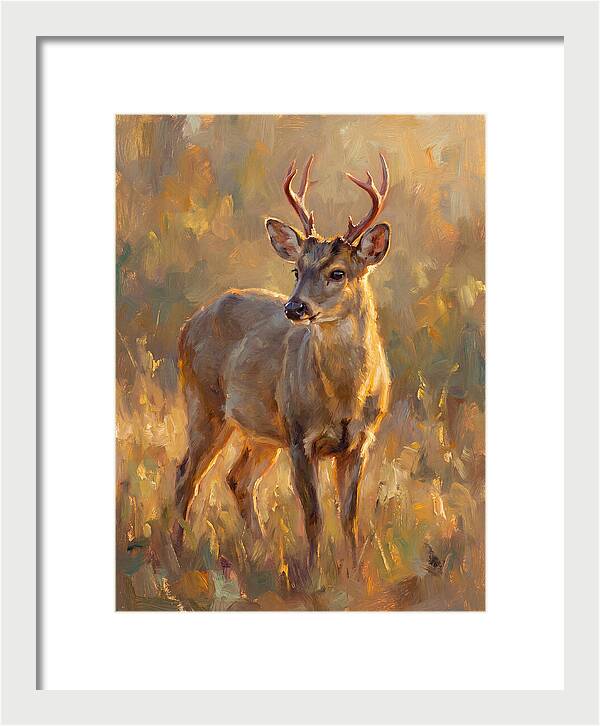 Gray Brocket In Light