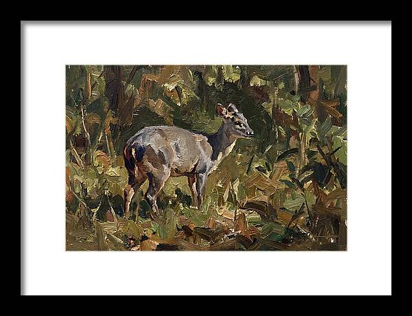 Gray Brocket In Nature