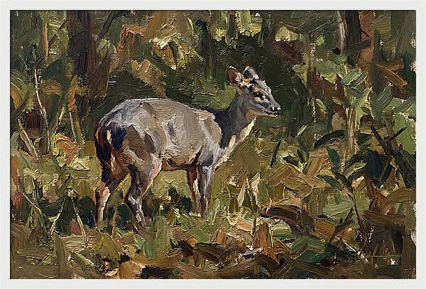 Gray Brocket In Nature