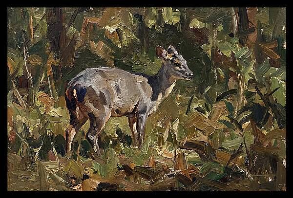 Gray Brocket In Nature