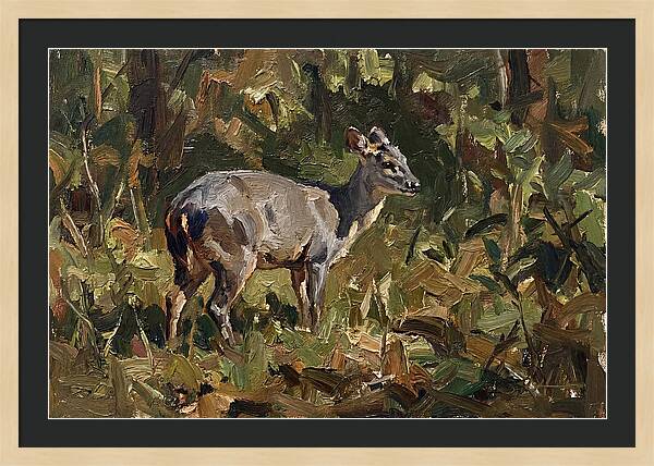 Gray Brocket In Nature