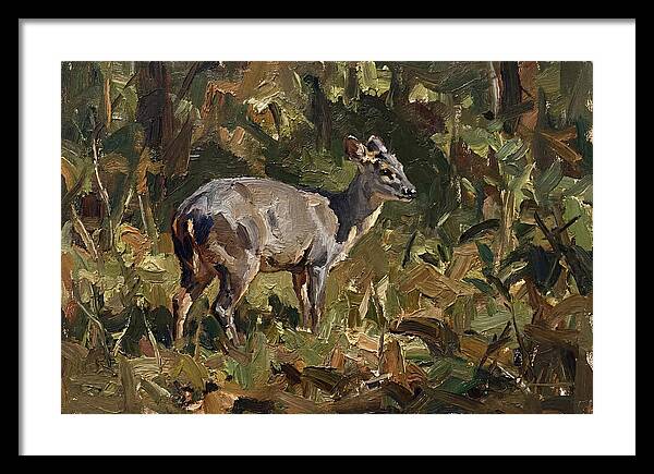 Gray Brocket In Nature