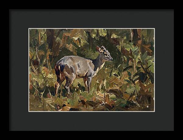 Gray Brocket In Nature