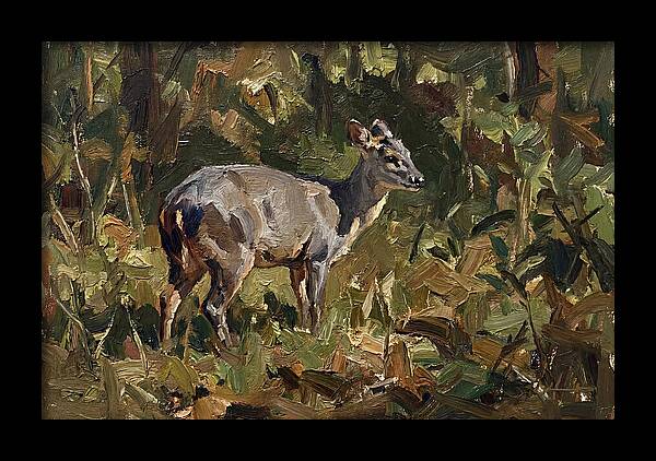 Gray Brocket In Nature