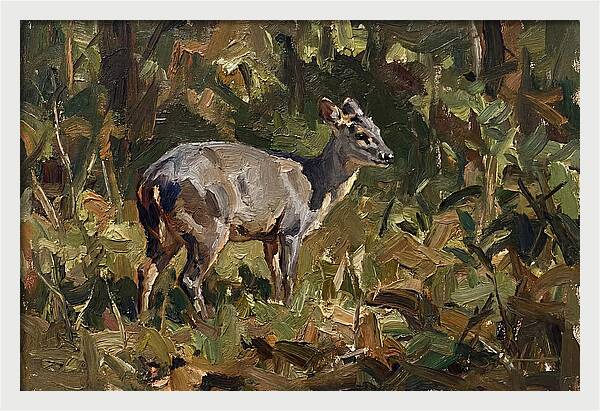 Gray Brocket In Nature
