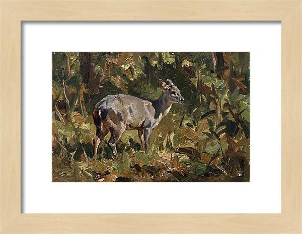 Gray Brocket In Nature