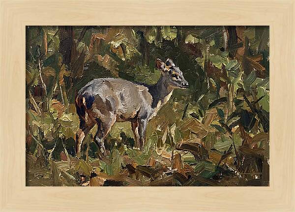 Gray Brocket In Nature