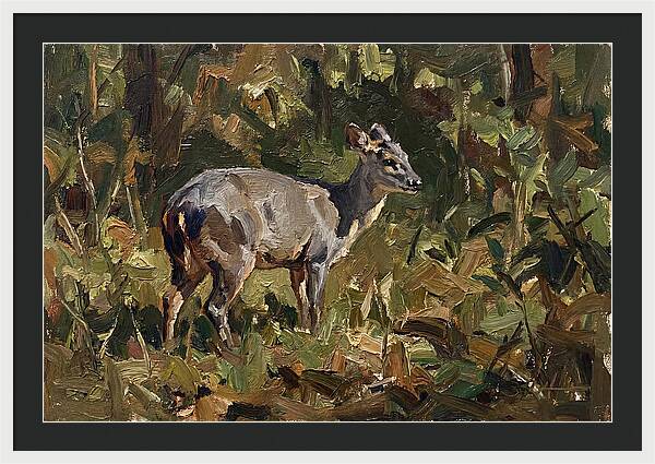 Gray Brocket In Nature