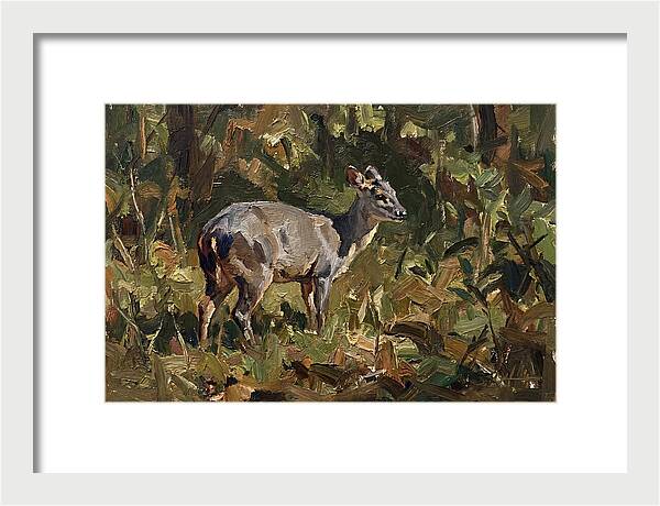 Gray Brocket In Nature
