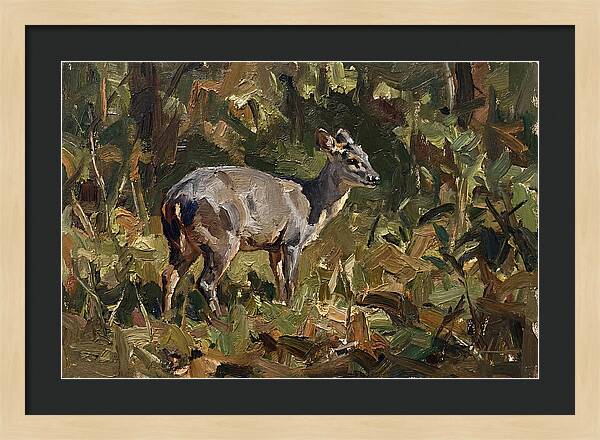 Gray Brocket In Nature