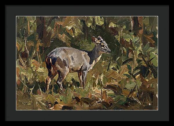 Gray Brocket In Nature
