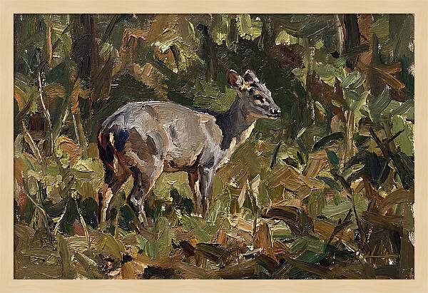 Gray Brocket In Nature