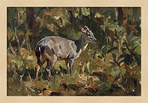 Gray Brocket In Nature