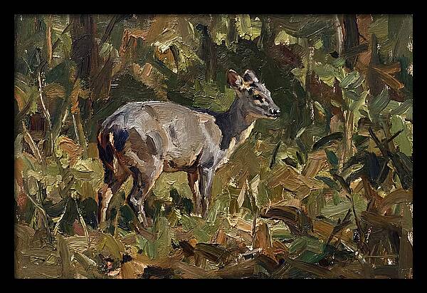 Gray Brocket In Nature
